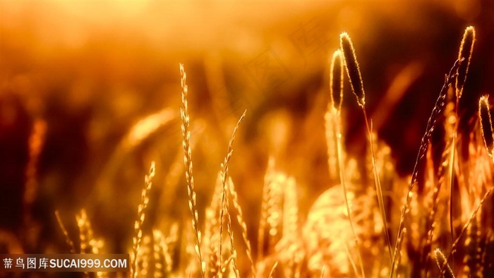 稻草壁纸风景画