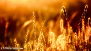 稻草壁纸风景画