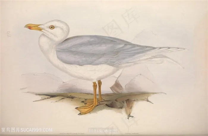 欧洲鸟类唯美插画