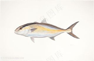 高清手绘鱼水彩插画