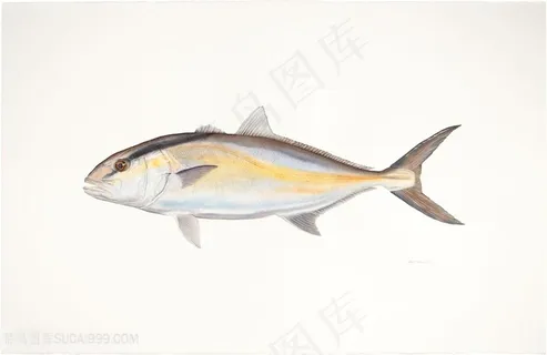高清手绘鱼水彩插画 高清手绘鱼水彩插画