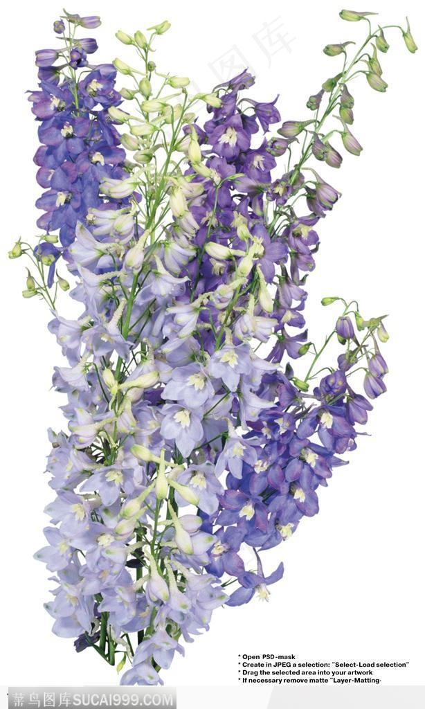 花艺花束-一朵浅紫色的花