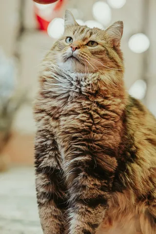 可爱猫咪猫猫摄影素材