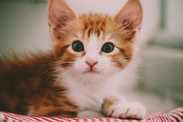 可爱猫咪猫猫摄影素材
