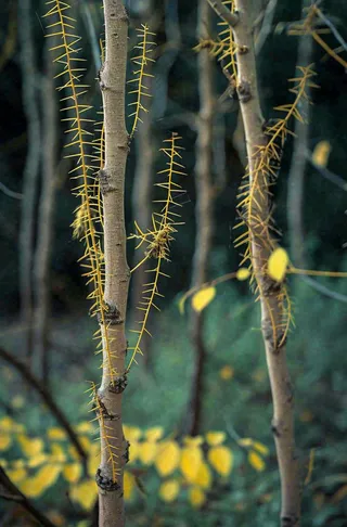 藤曼森林里面藤曼特写昏暗