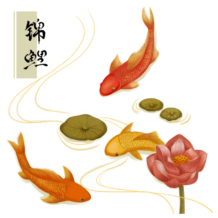 锦鲤 (40)