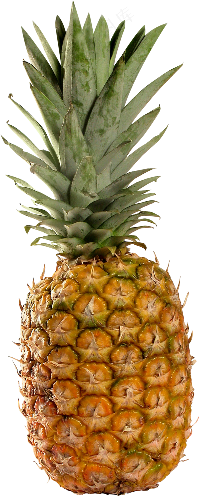 PNG 菠萝 