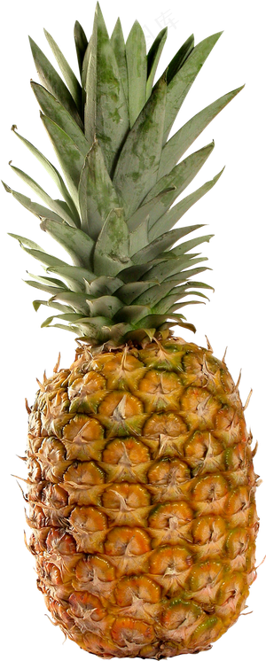 PNG 菠萝 