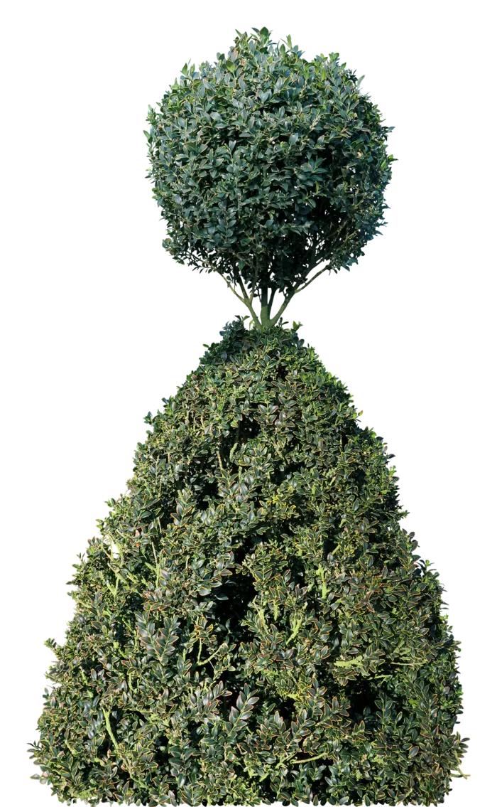 高清树木素材 免抠PSD植物素材 美术绘画园林贴图 树草灌木花草