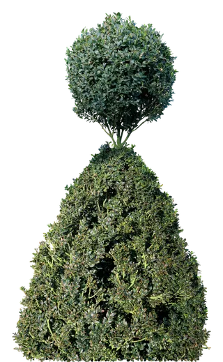 高清树木素材 免抠PSD植物素材 美术绘画园林贴图 树草灌木花草