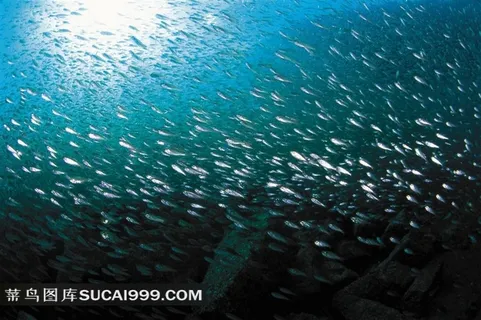 海洋浅水鱼类高清写真图片