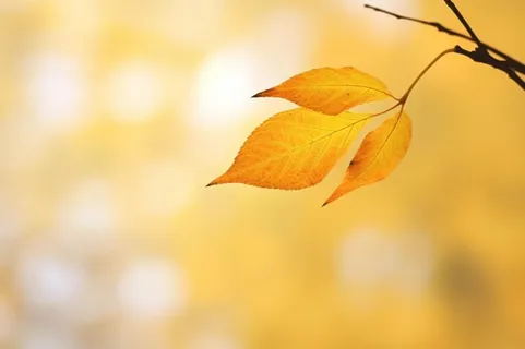 秋天落叶秋叶黄色背景