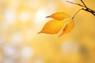 秋天落叶秋叶黄色背景