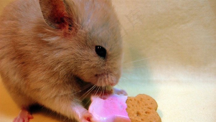 可爱宠物仓鼠摄影图