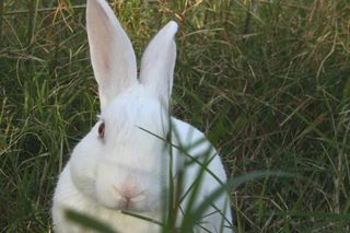 兔子可爱动物素材动物实拍