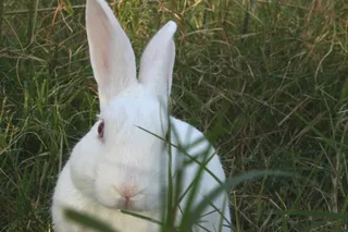 兔子可爱动物素材动物实拍