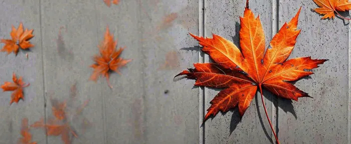 秋天红色秋叶简约特写，立秋秋分摄影图(1712x704)