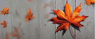 秋天红色秋叶简约特写，立秋秋分摄影图