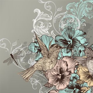 手绘 插画鸟 画眉鸟