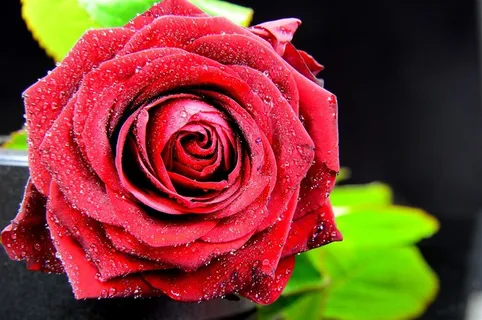 情人节红色玫瑰