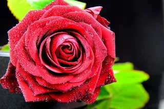 情人节红色玫瑰