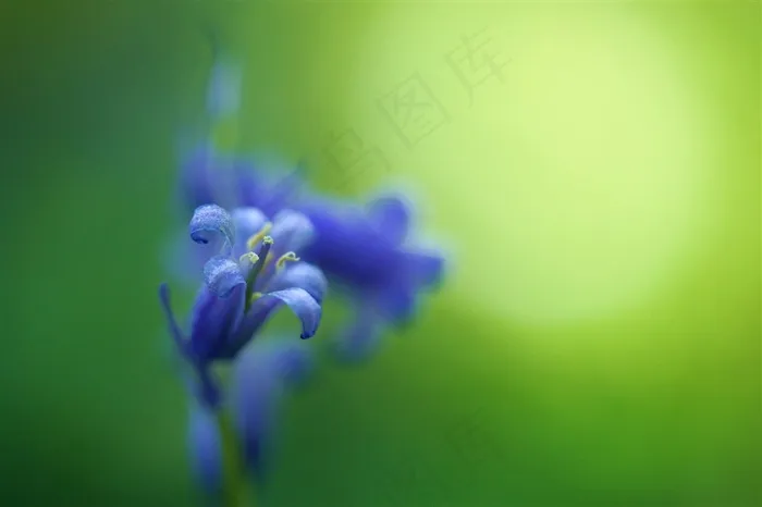高清梦幻靛蓝鲜花图片