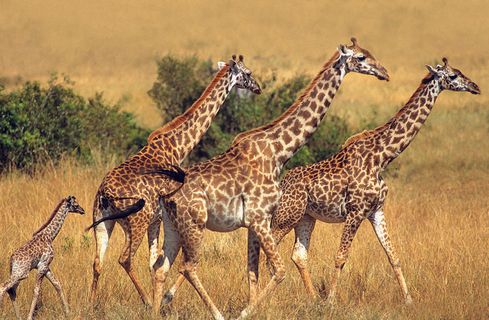 长颈鹿图片大全