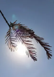 清晨唯美水杉叶子剪影