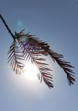 清晨唯美水杉叶子剪影