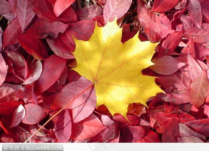 掉在地上的金色枫叶树叶图片