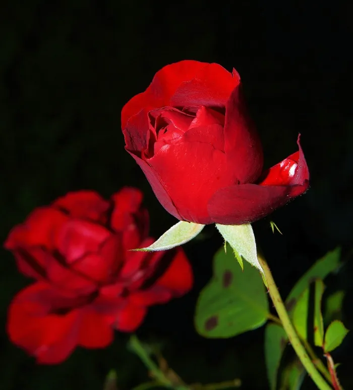 玫瑰花摄影图情人节玫瑰花配图图片