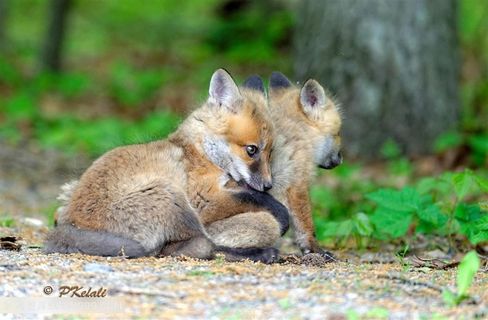 高清两只依偎在一起的小狐狸图片