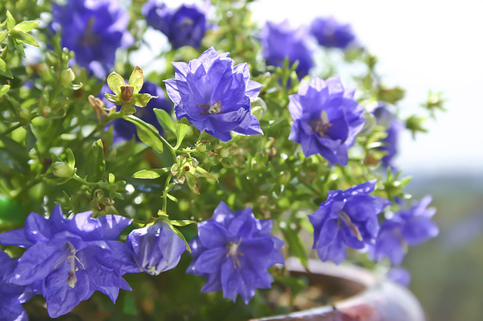 花朵 花束 植物 素材 (126)