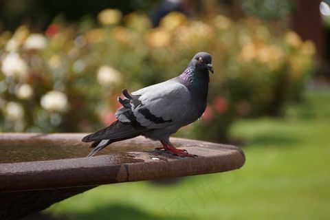 灰鸽子摄影图片