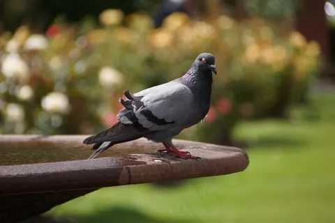 灰鸽子摄影图片 灰鸽子摄影图片