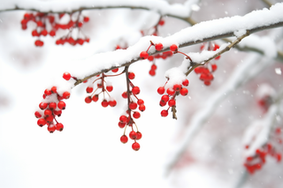 冬季红色果子的树枝上挂满了白雪雪景摄影图