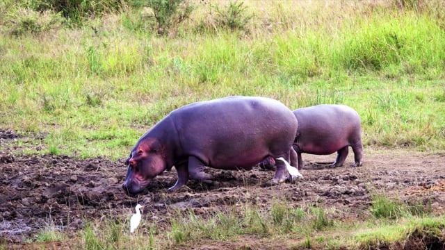 河马, 泥, 沼泽, 哺乳动物, 野生动物, 荒野, 户外的