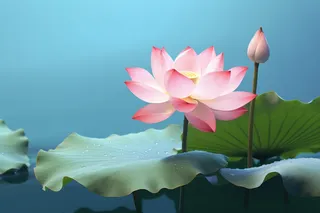 荷花荷叶摄影图