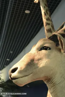 天津自然博物馆内景-长颈鹿标本照片