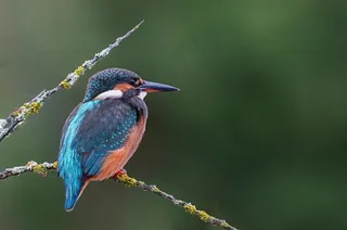 停在树枝上的翠鸟图片