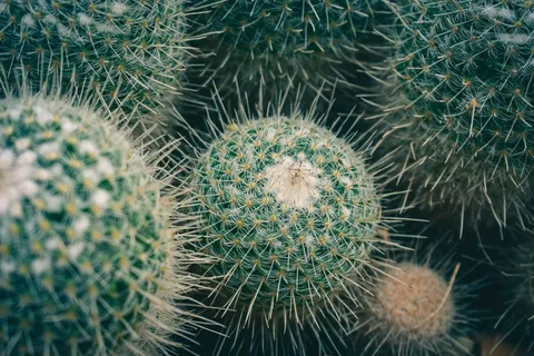 绿色仙人掌仙人球摄影素材