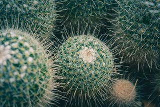 绿色仙人掌仙人球摄影素材