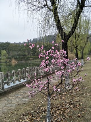 桃花依旧笑春风