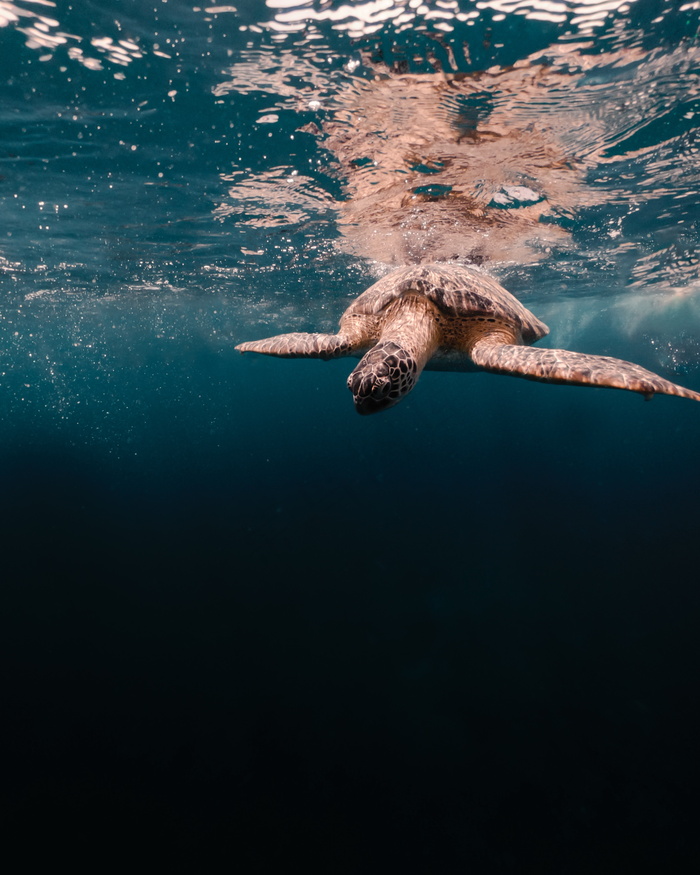 海龟水中游泳图片