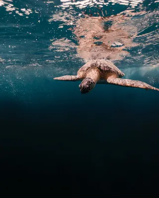 海龟水中游泳图片