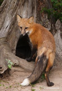 要钻进洞里的狐狸图片