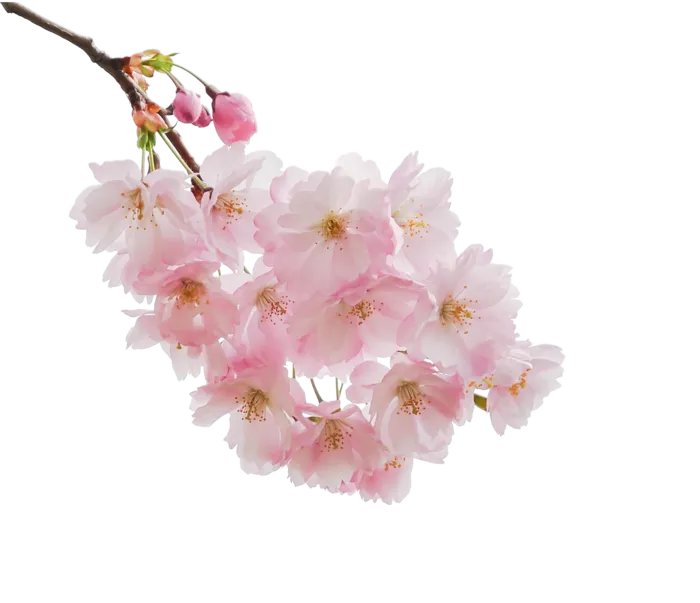 春天浪漫粉红色樱花手绘樱花梅花桃花花朵图片PNG免扣素材