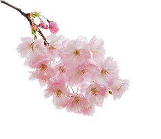 春天浪漫粉红色樱花手绘樱花梅花桃花花朵图片PNG免扣素材