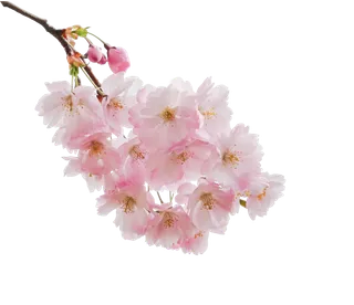 春天浪漫粉红色樱花手绘樱花梅花桃花花朵图片PNG免扣素材