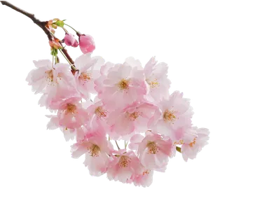 春天浪漫粉红色樱花手绘樱花梅花桃花花朵图片PNG免扣素材 春天浪漫粉红色樱花手绘樱花梅花桃花花朵图片PNG免扣素材
